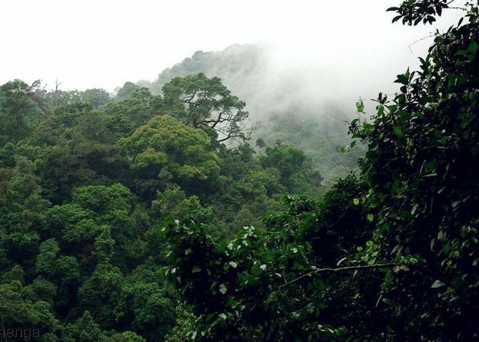 Climat|Comment les arbres pourraient sauver la planète