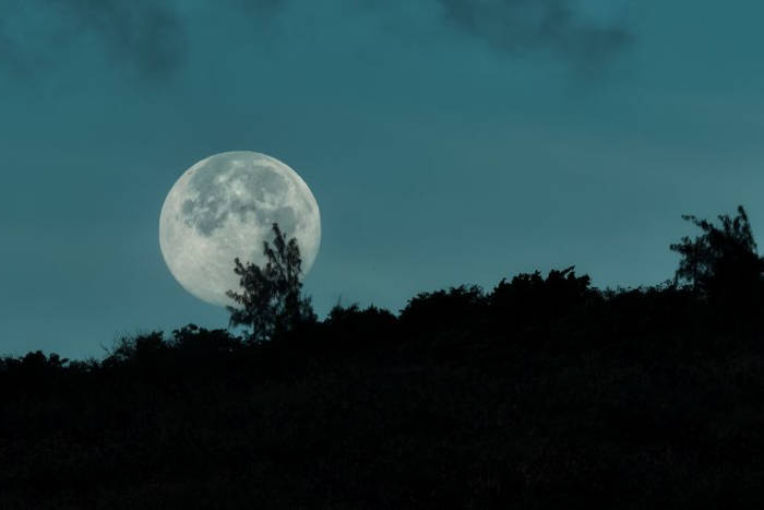 Le clair de lune perturbe l’horloge circadienne des caféiers