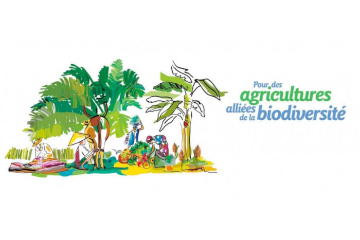 Le Cirad et l’AFD se mobilisent pour des agricultures, alliées de la biodiversité