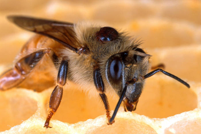 Compte-rendu – Comment se portent nos abeilles ? [vidéo]