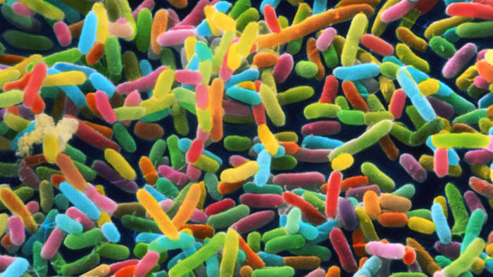Compte-rendu – Microbiote, quels traitements et pour qui ?