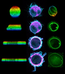 Multiplication cellulaire : il faut de la mesure en toute chose