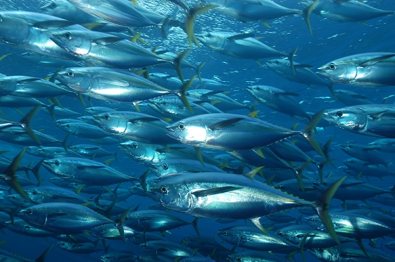 La pêche industrielle inflige une double peine au bilan carbone