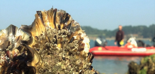 Petit déjeuner sur l'impact de la pollution au plastique sur les organismes marins