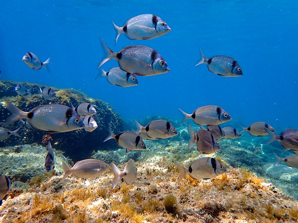 Les poissons récifaux assurent des rôles écologiques universels