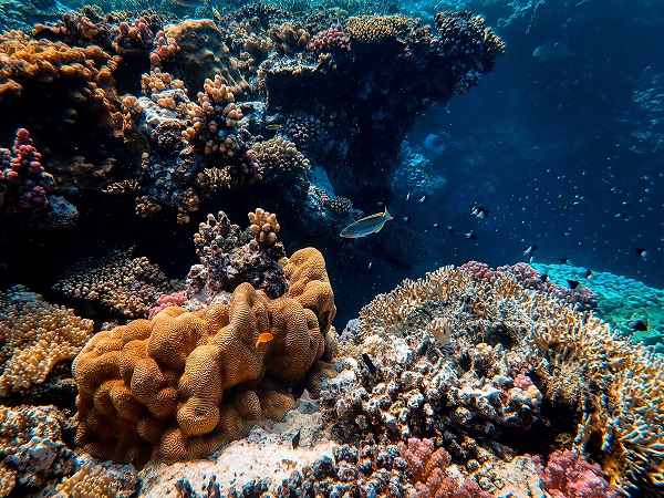 Protéger l’océan pour résoudre conjointement les crises du climat, de l’alimentation et de la biodiversité