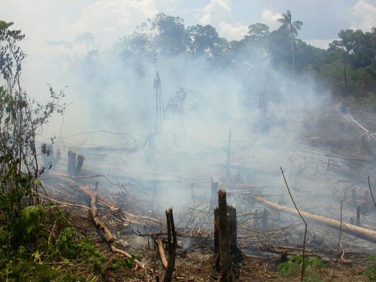 Une cartographie sans précédent révèle une perte de 220 millions d’hectares de forêts tropicales humides depuis 1990