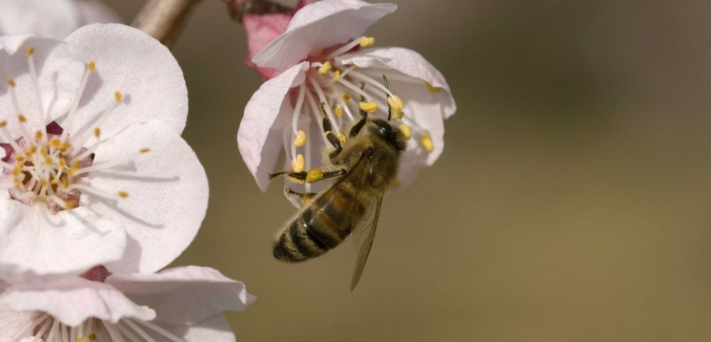 abeille du cap