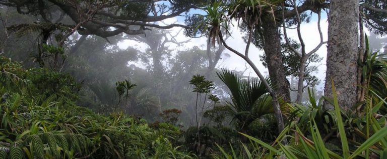 Sous les tropiques, le réchauffement climatique favorise les arbres à croissance lente, plus petits et plus dense