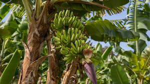 Impact de la chlordécone aux Antilles françaises : actualisation des données scientifiques