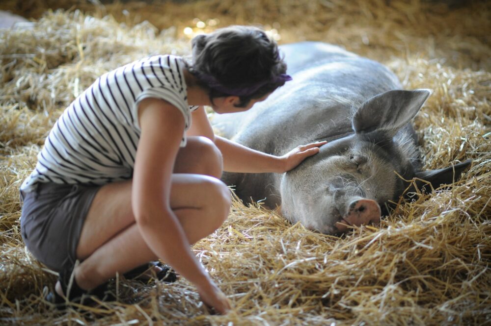 farm sanctuary