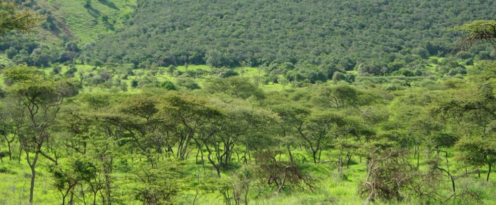 Forêts claires et denses du parc national Akagera, au Rwanda © C. Doumenge, Cirad Forêts claires et denses du parc national Akagera, au Rwanda © C. Doumenge, Cirad