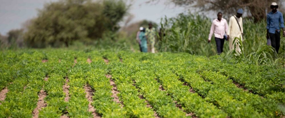 Parcelle d'arachide à Ndiob (Sénégal). Au Sénégal, l'arachide (légumineuse) est généralement cultivé en rotation avec le mil ou le sorgho © R. Belmin, Cirad