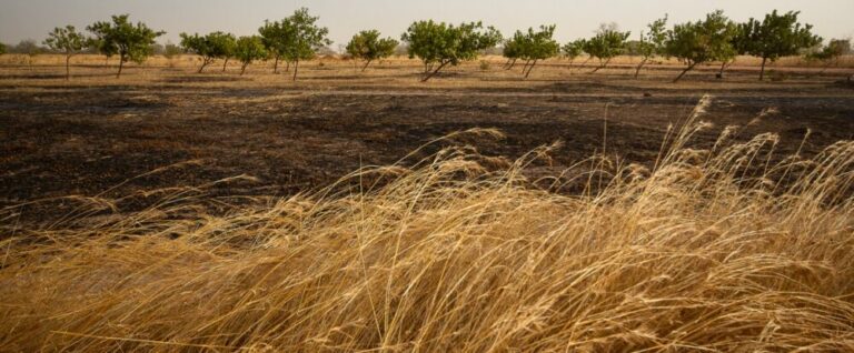COP27 : les engagements pour le climat en agriculture verront-ils enfin le jour ?