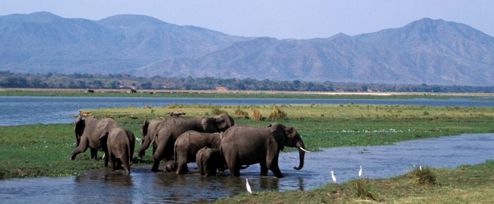 Troupeau d'éléphants se baignant dans le Parc National de Mana Pools au Zimbabwe