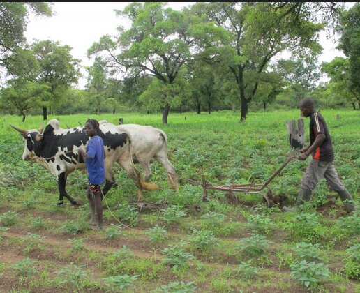 1 h sur la réduction des pesticides en agriculture tropicale