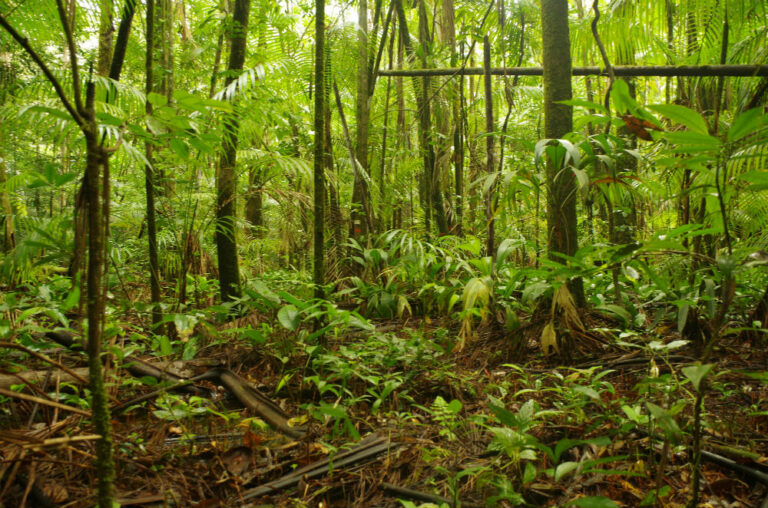 La biodiversité des forêts recèle un énorme potentiel de captation de carbone à condition de réduire les émissions