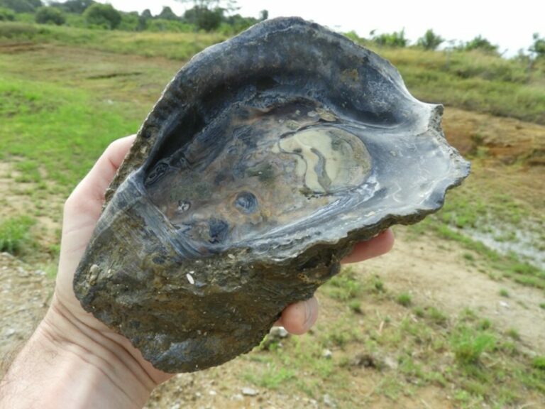Un riche écosystème côtier vieux de 125 000 ans découvert sous Ariane 6 en Guyane